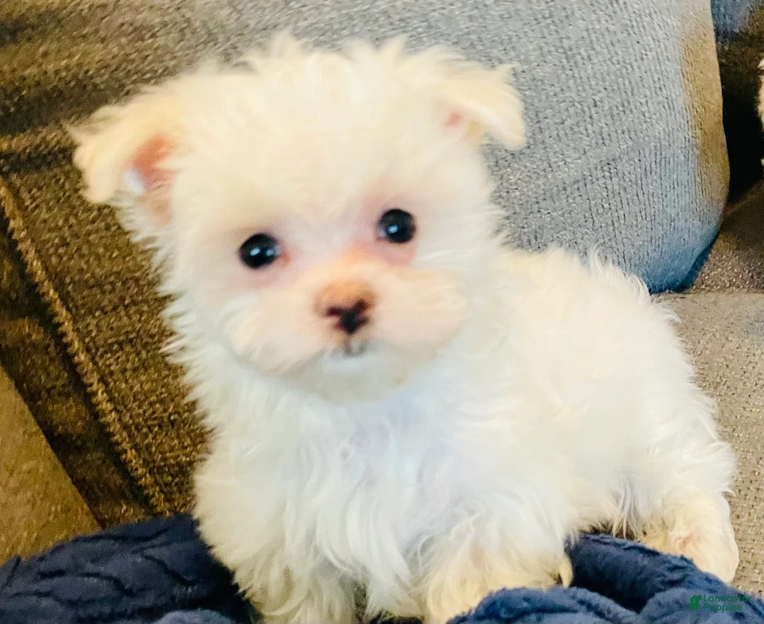 Maltese dogs for sale: Tiny Timmy - Ad 1