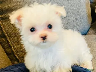 Maltese dogs for sale: Tiny Trayson - Ad 2