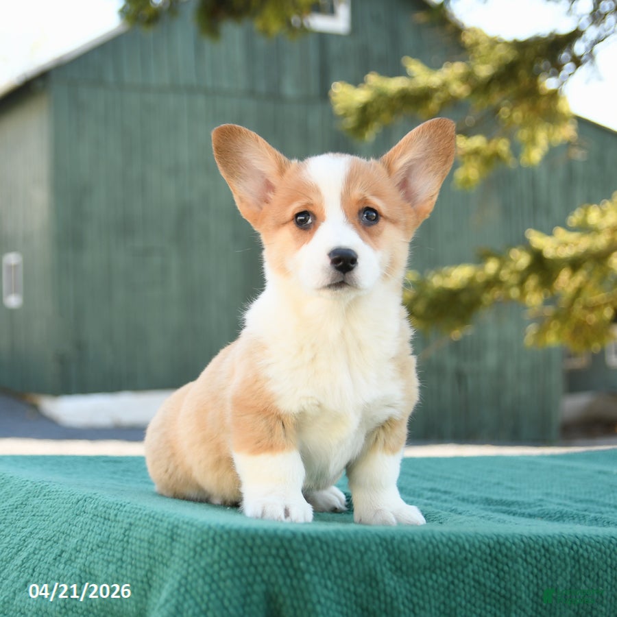 Welsh Corgi Pembroke dogs Sarah - Ad 1