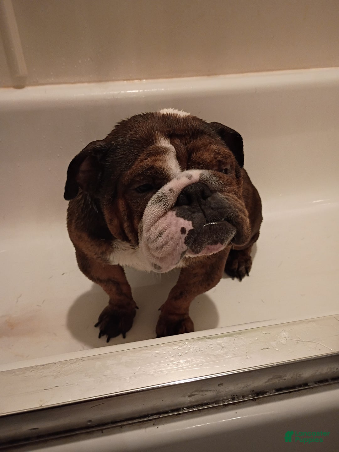 English Bulldog dogs for sale: Mila - Ad 7