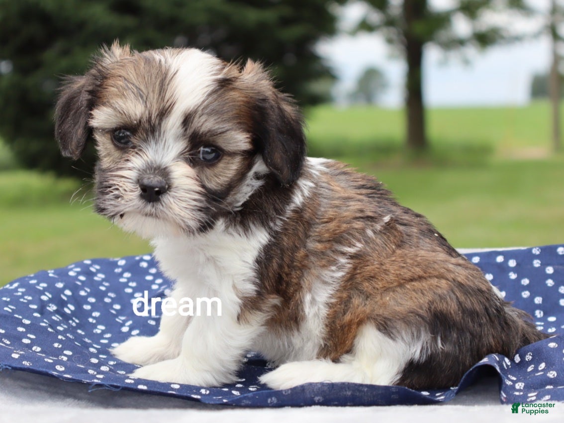 Mixed Breed dogs Nico - Ad 1