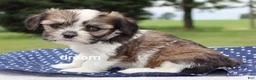 Mixed Breed dogs for sale: Nico - Ad 1