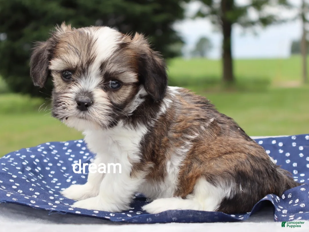 Mixed Breed dogs for sale: Nico - Ad 1