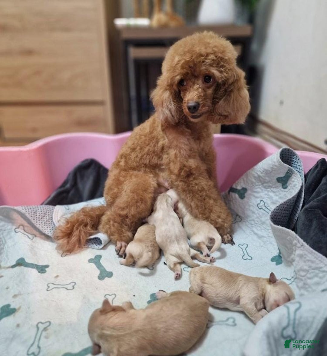 Maltipoo dogs for sale: Billy - Ad 2