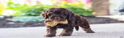 Cockapoo dogs for sale: Trevor - Ad 8