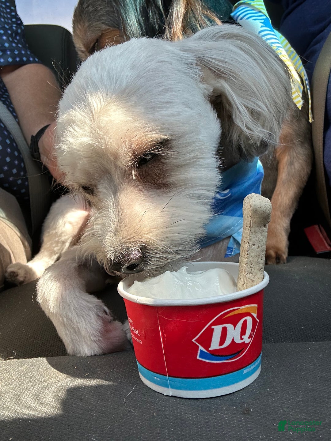 Yorkiepoo dogs for sale: Gilbert - Ad 14