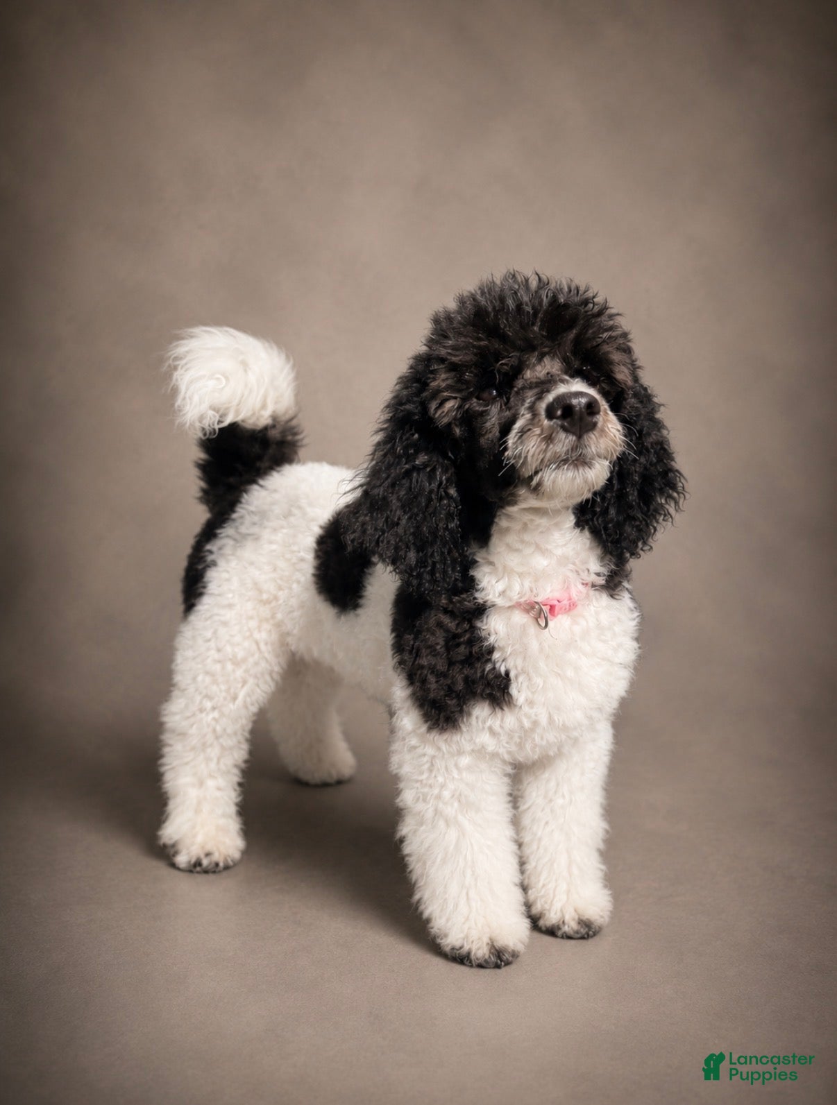 Miniature Poodle dogs Cora - Ad 1