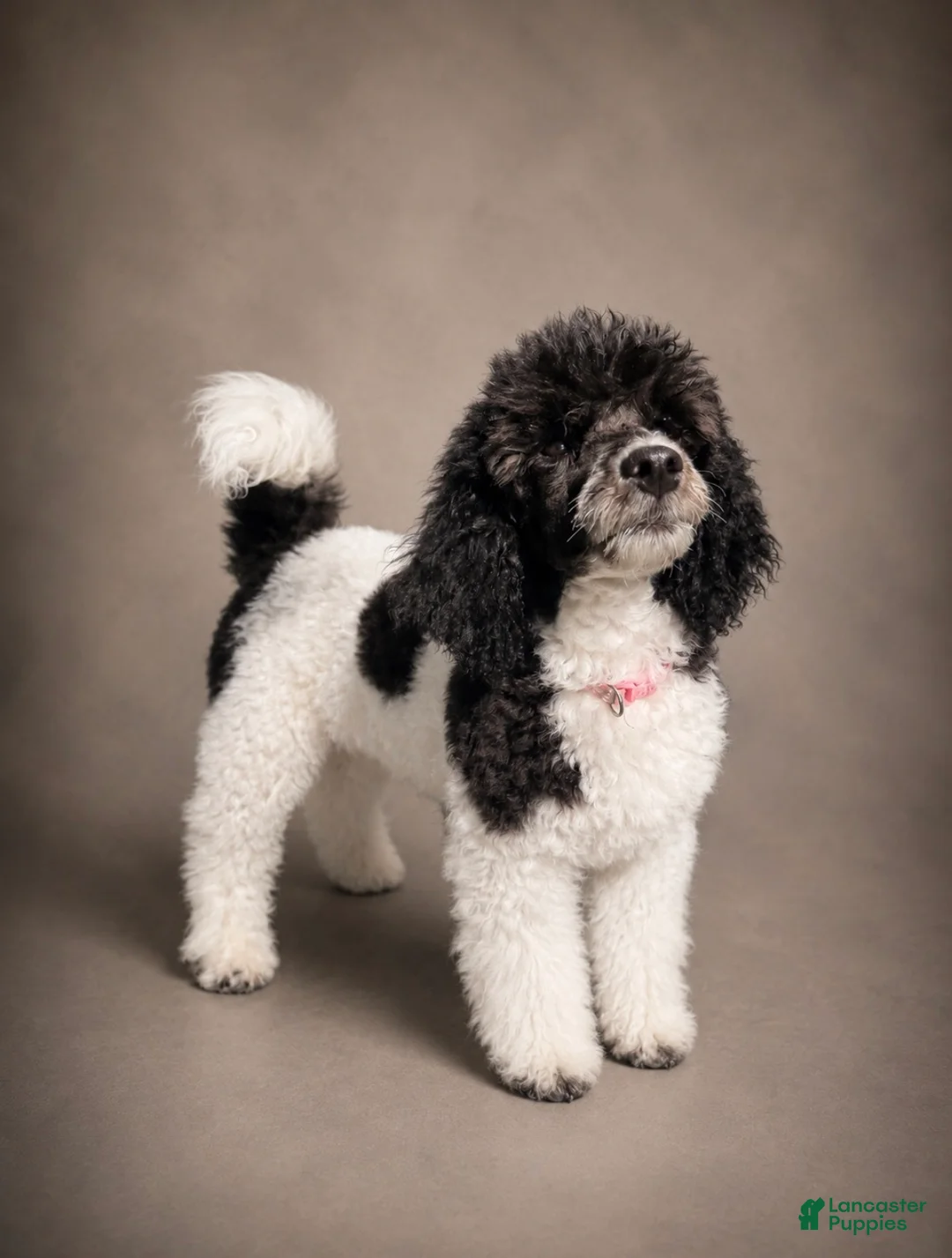 Miniature Poodle dogs for sale: Cora - Ad 1