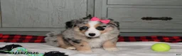 Australian Shepherd dogs for sale: Lexi  - Ad 4