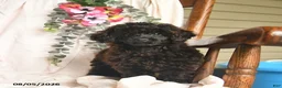 Miniature Poodle dogs for sale: Jayme  - Ad 3