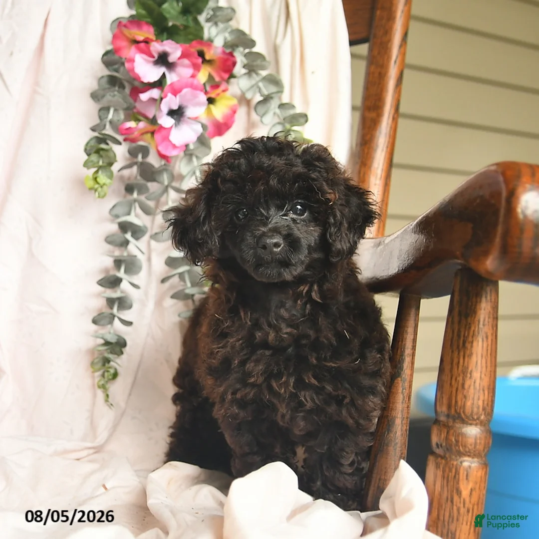 Miniature Poodle dogs for sale: Jayme  - Ad 3