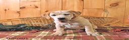 Labrador Retriever dogs for sale: Karmel - Ad 4
