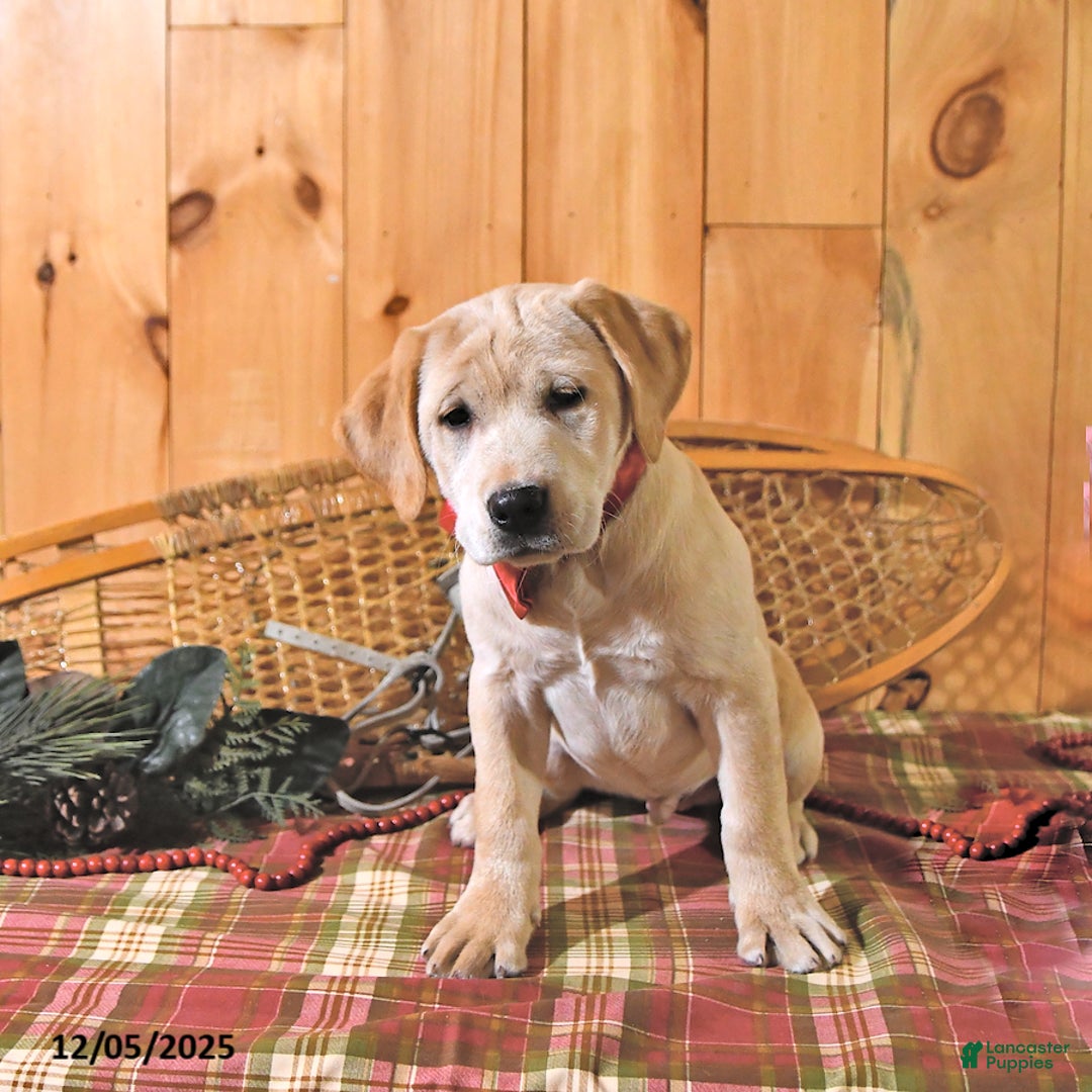 Labrador Retriever dogs for sale: Karmel - Ad 4