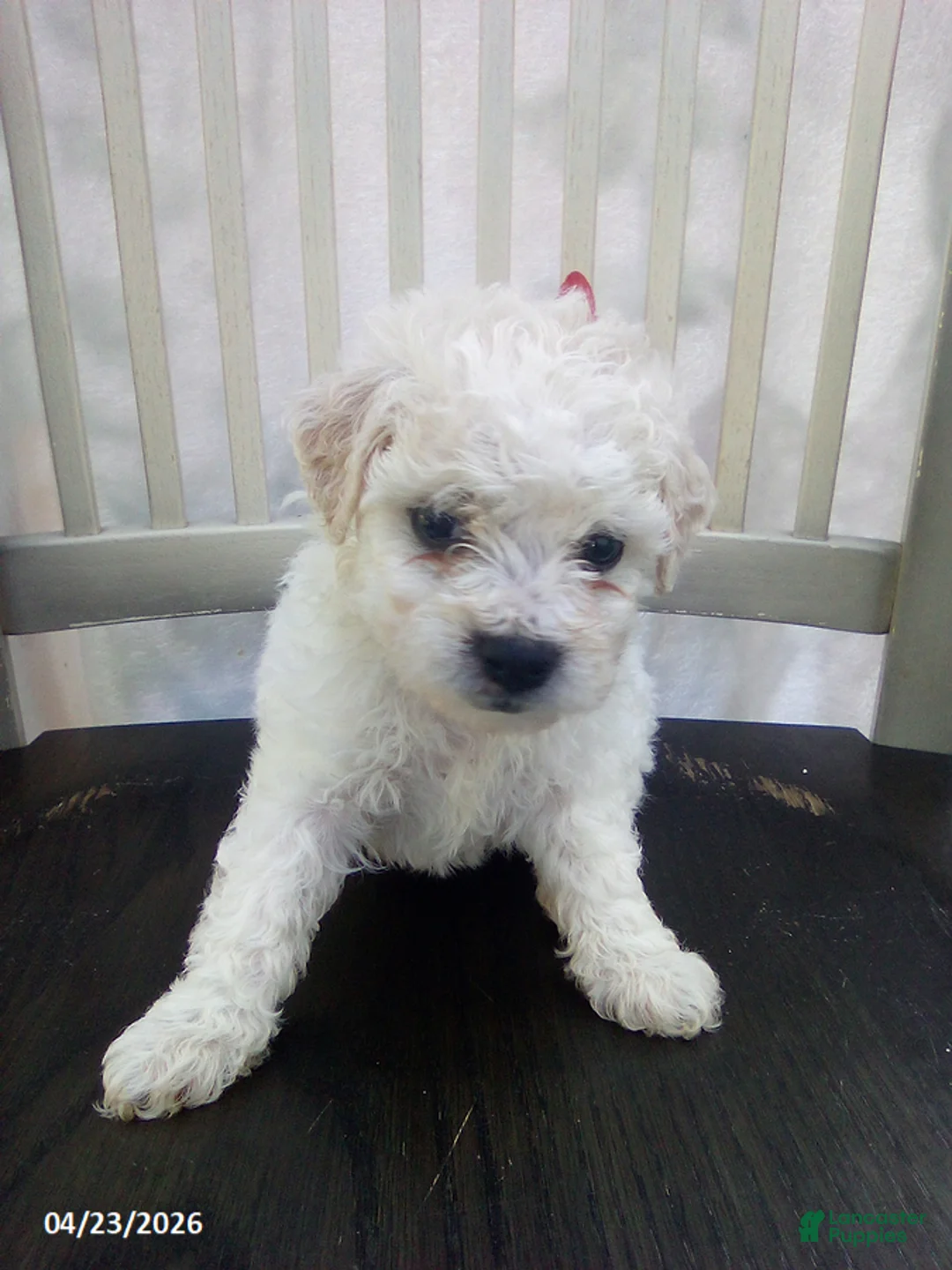 Bichpoo dogs for sale: Cassie - Ad 1