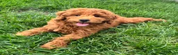Miniature Poodle dogs for sale: Tyler - Ad 3