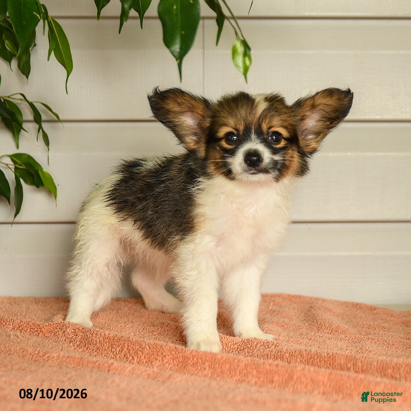 Papillon dogs Pierce - Ad 2