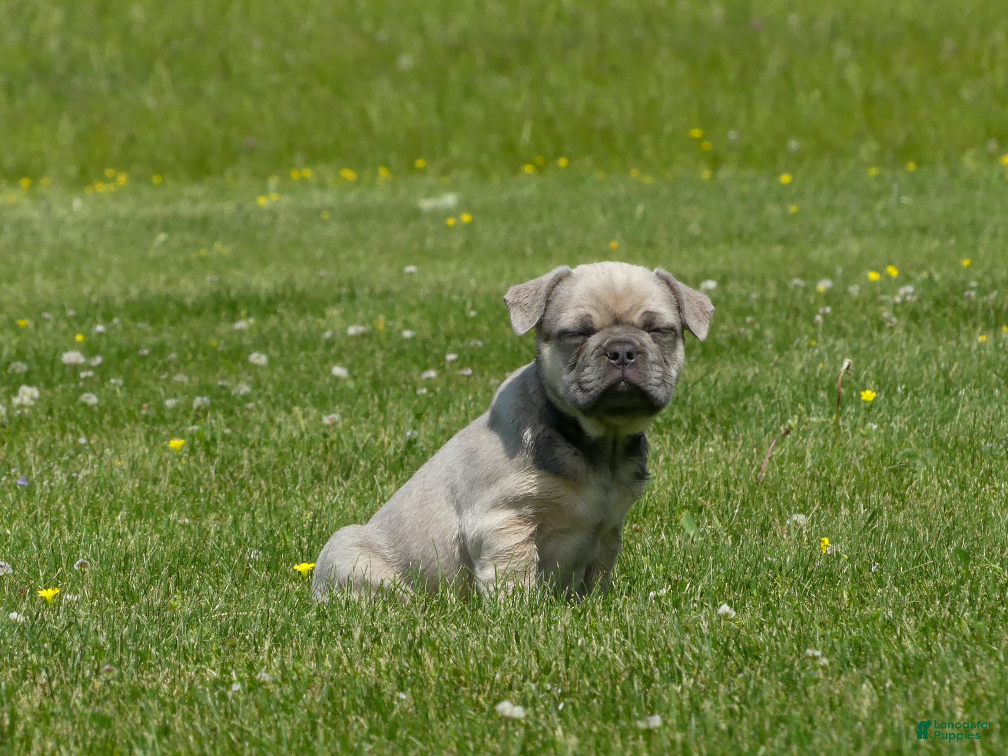 Mixed Breed dogs for sale: Bugz - Ad 3
