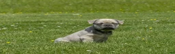 Mixed Breed dogs for sale: Bugz - Ad 1