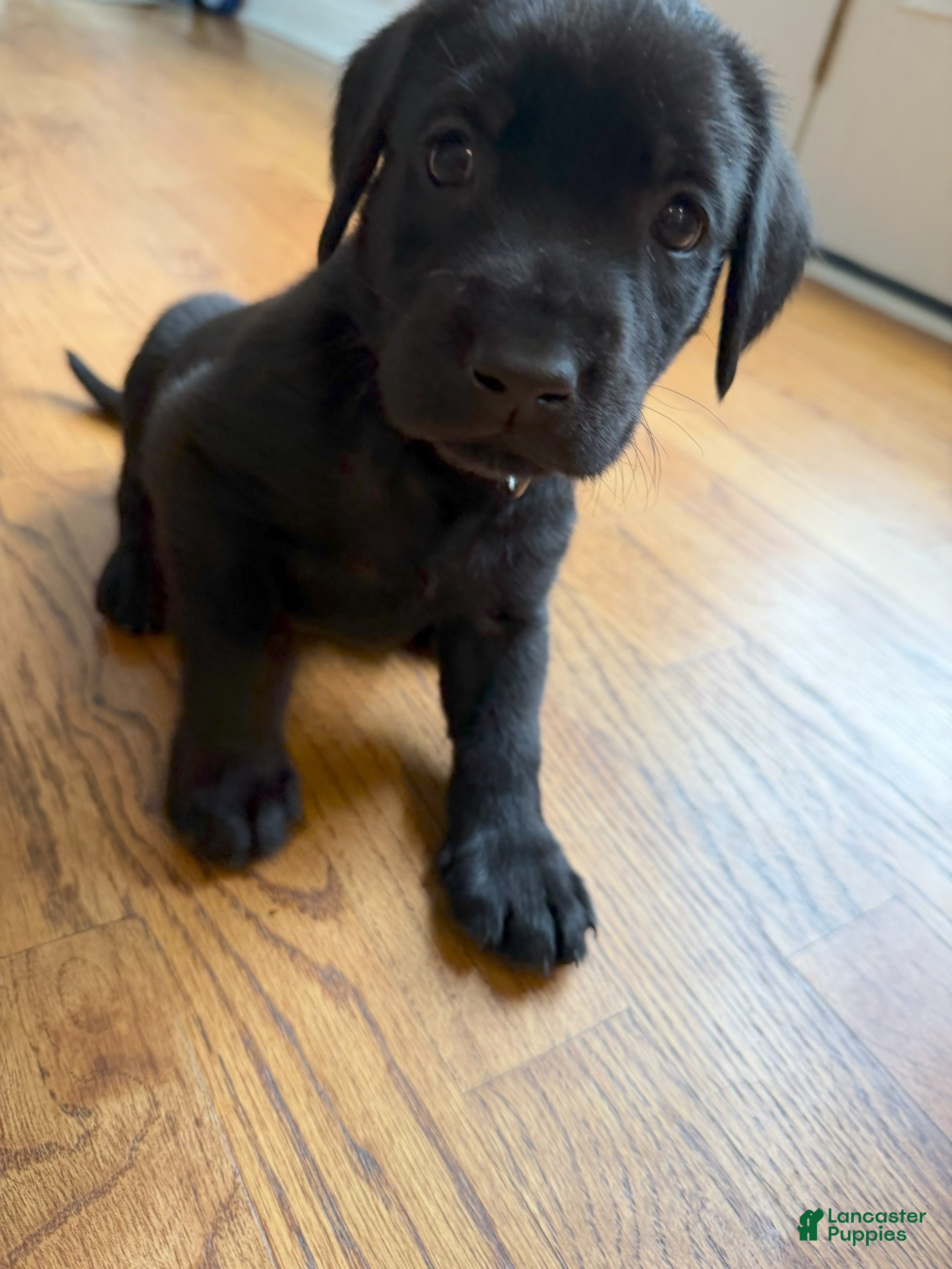 Labrador Retriever dogs Labrador Retriever - Purple Collar - Ad 1