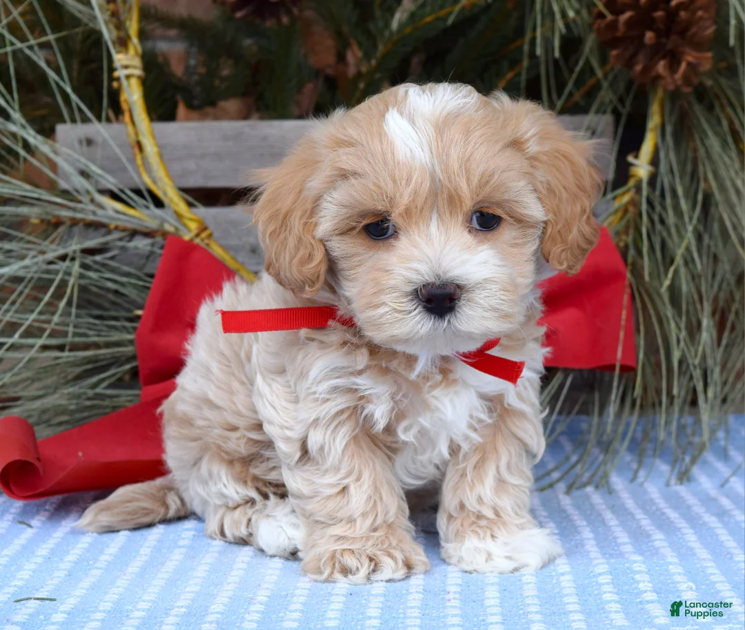 Maltipoo dogs for sale: Milo - Ad 4
