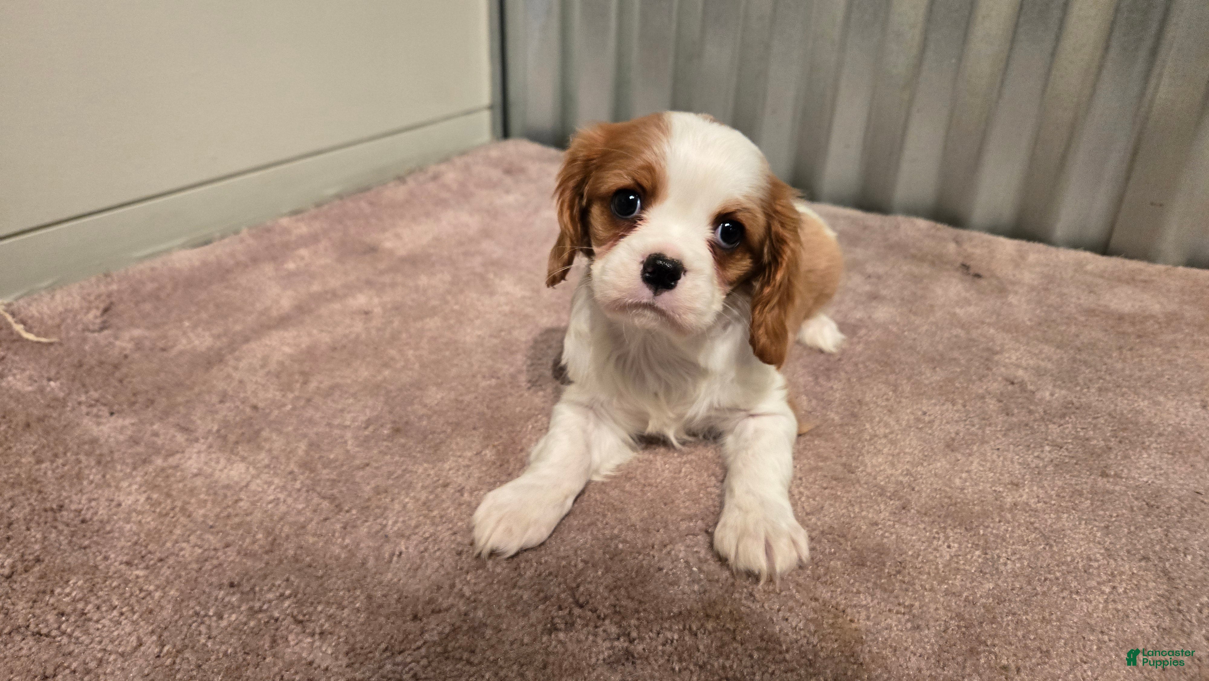 Cavalier King Charles Spaniel dogs Devon - Ad 2