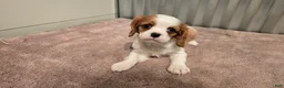 Cavalier King Charles Spaniel dogs for sale: Devon - Ad 2