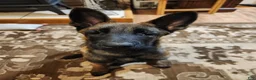 Belgian Malinois dogs for sale: Bee - Ad 4