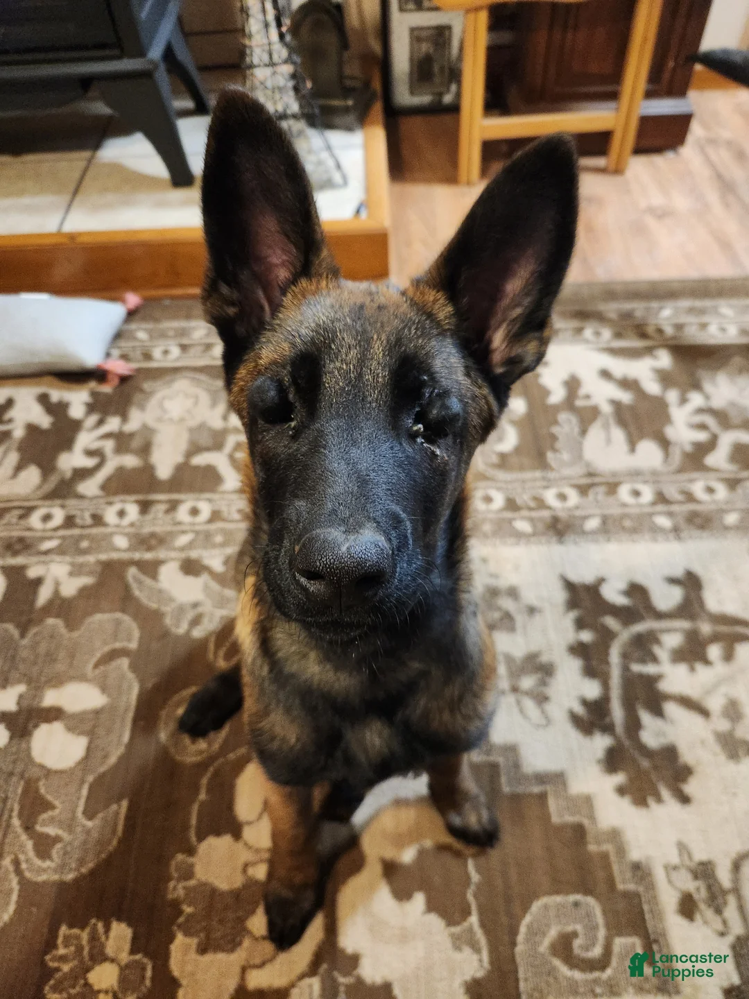 Belgian Malinois dogs for sale: Bee - Ad 4
