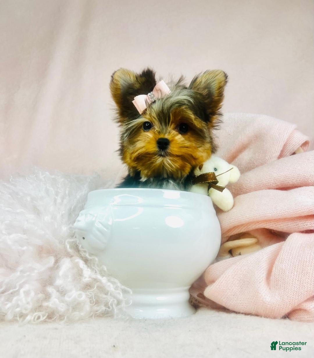 Morkie dogs Morkie Puppy 1 - Ad 10