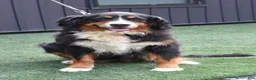 Bernese Mountain Dog dogs for sale: Debby - Ad 5