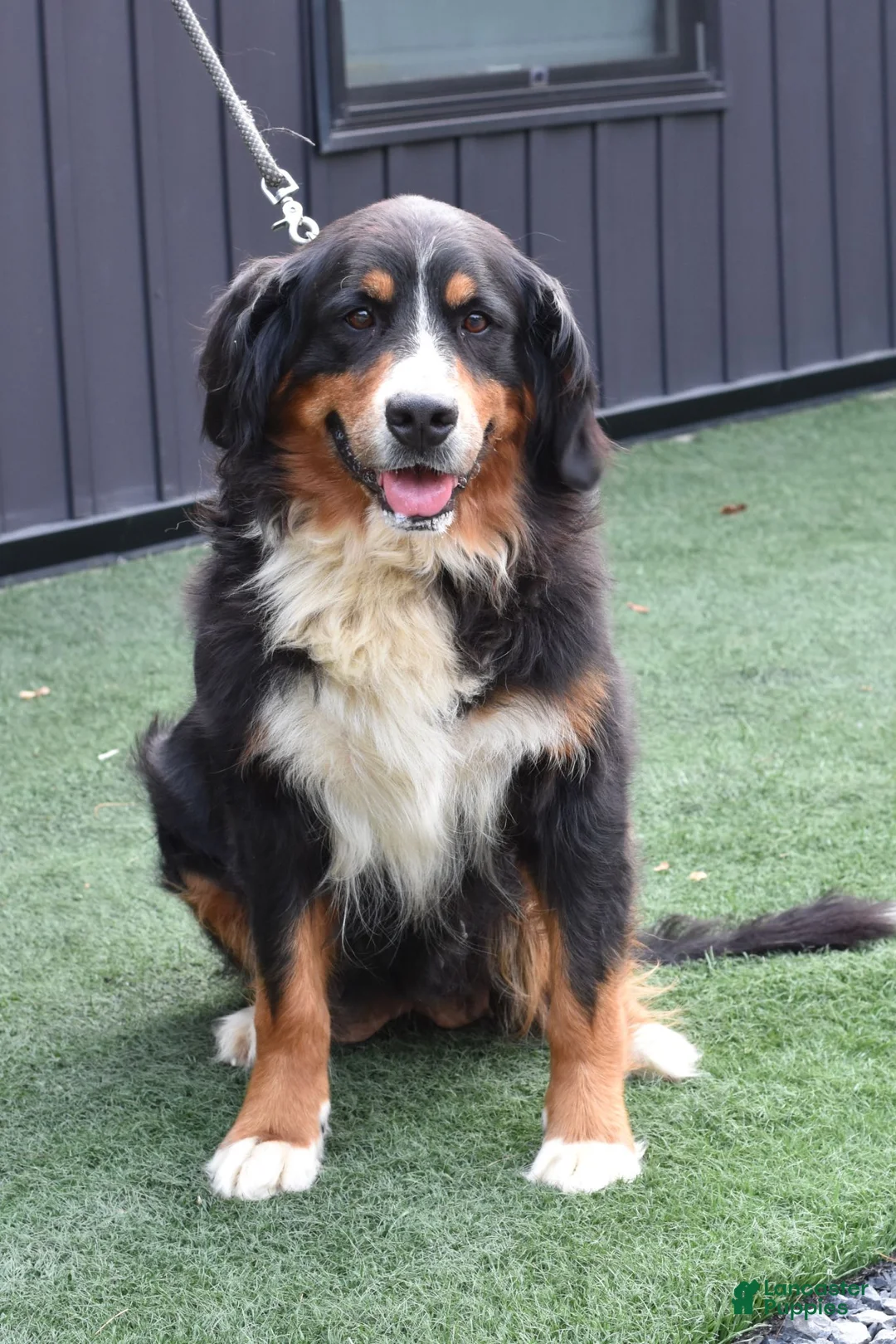 Bernese Mountain Dog dogs for sale: Debby - Ad 5