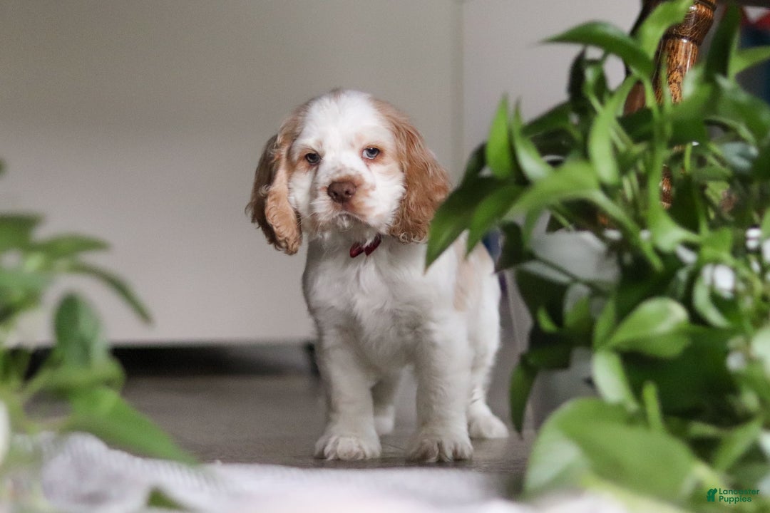 Cocker Spaniel dogs for sale: Asher - Ad 4