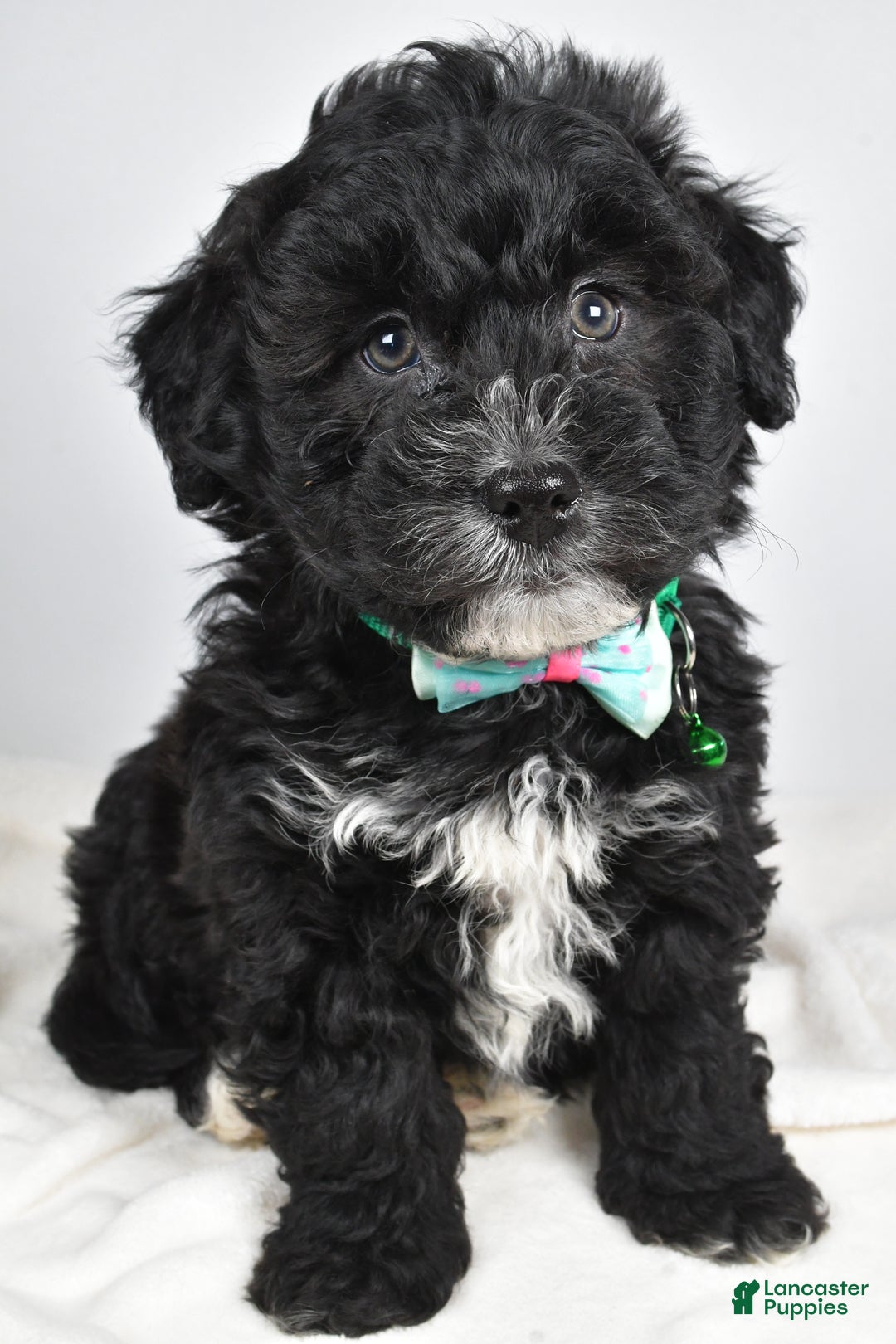 Newfypoo dogs for sale: Hickory f one b - Ad 7