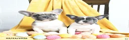 French Bulldog dogs for sale: Fifi - Ad 5