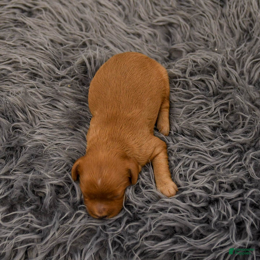 Cavapoo dogs for sale: Mighty - Ad 4