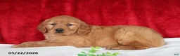 Golden Retriever dogs for sale: Robin - Ad 2