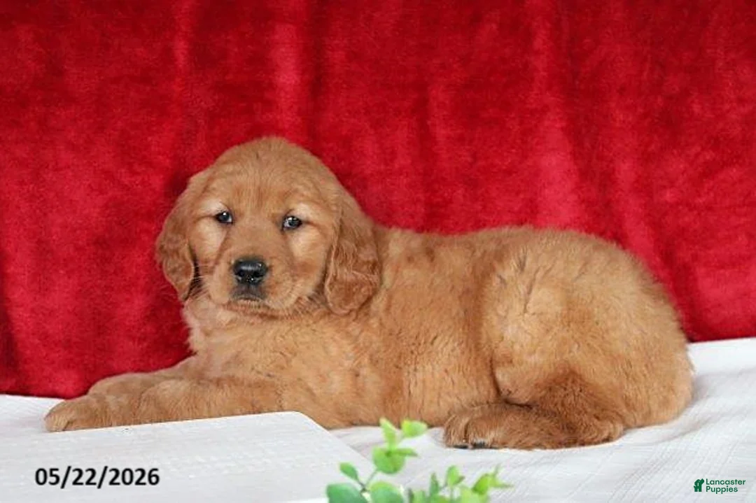 Golden Retriever dogs for sale: Robin - Ad 2