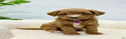 Mini Goldendoodle dogs for sale: Daisy  🌼🥰 - Ad 9