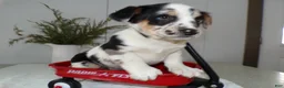 Mixed Breed dogs for sale: Mixed Breed Puppy 1 Oppy - Ad 3