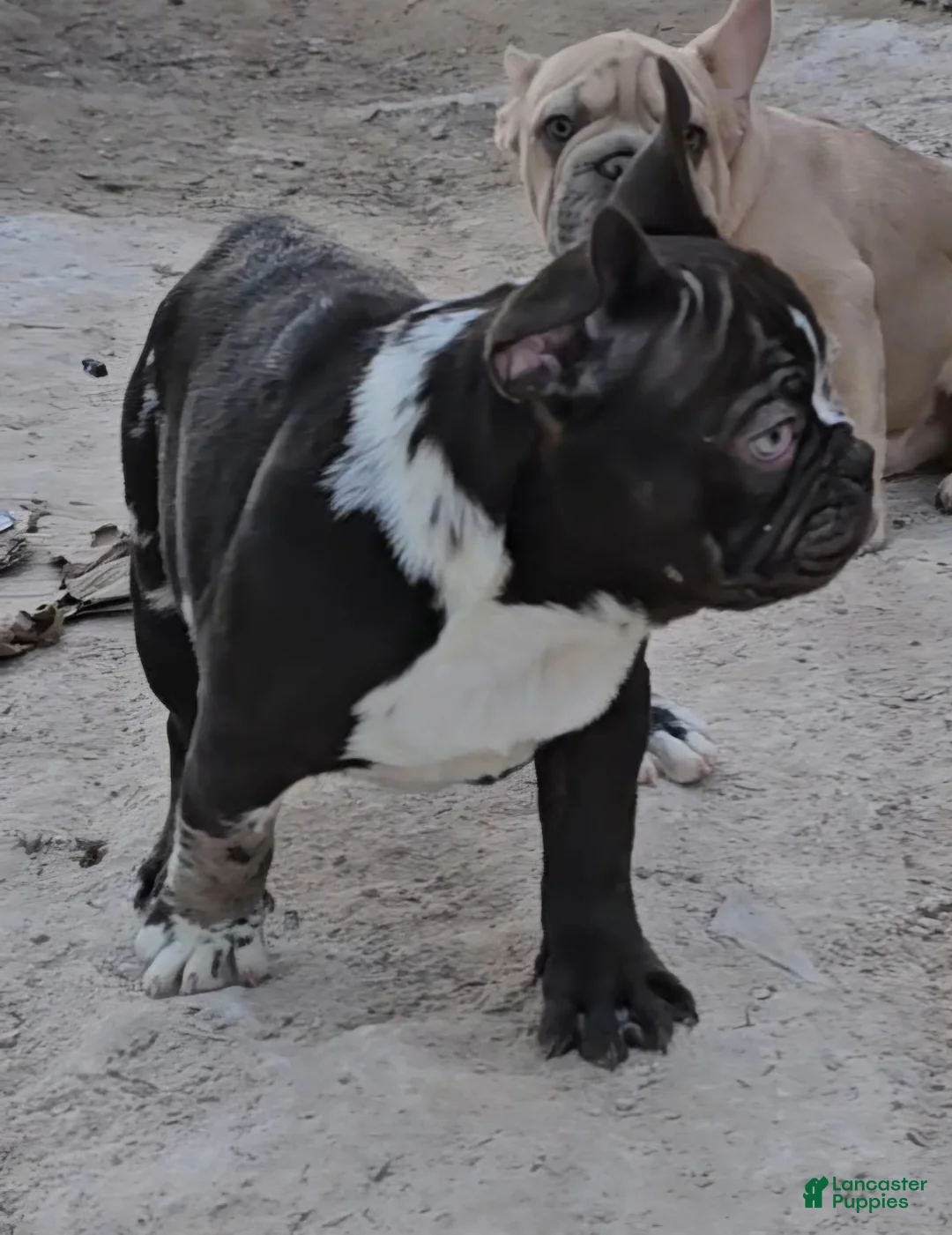 French Bulldog dogs for sale: French Bulldog Puppy 1 - Ad 2