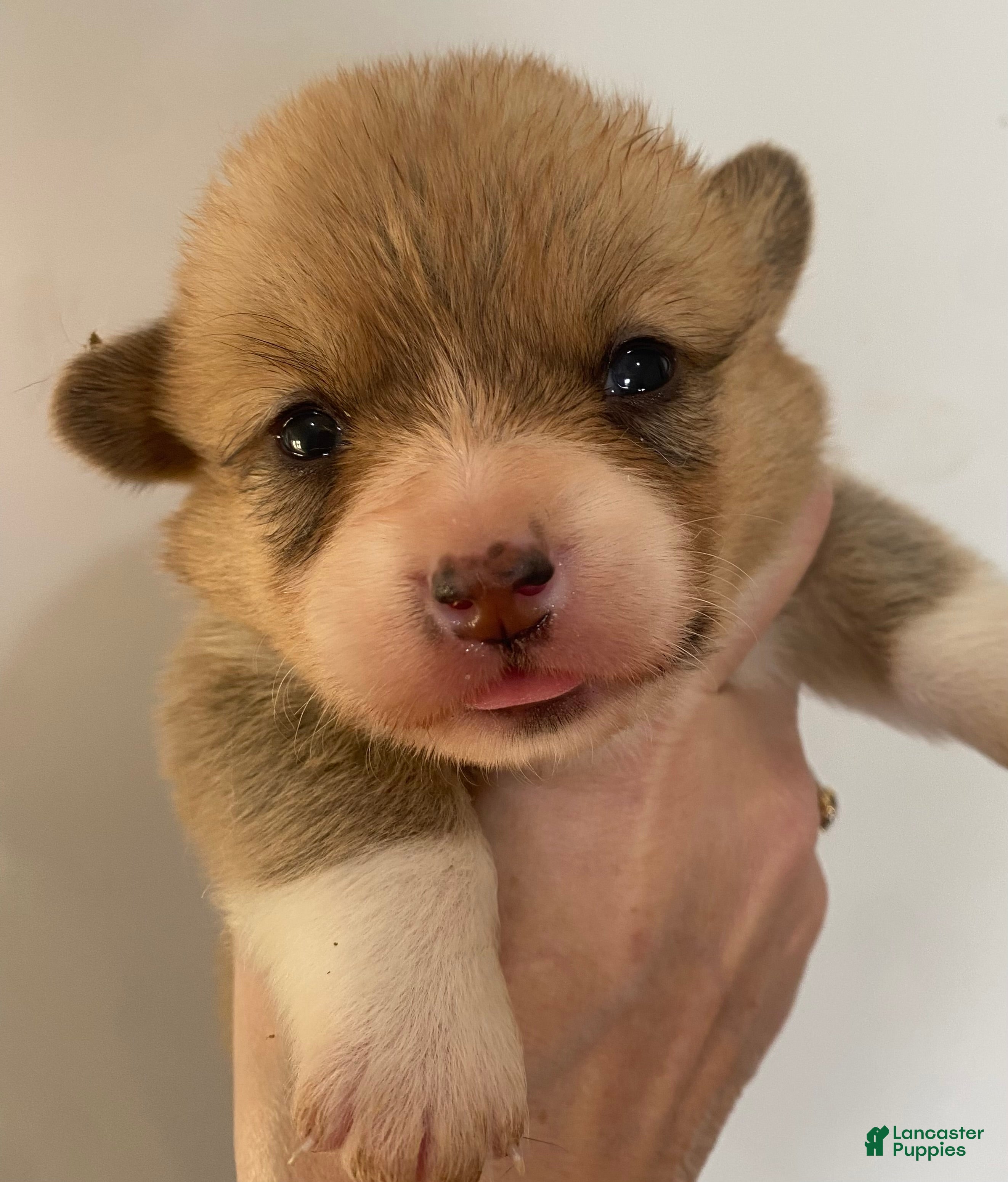 Welsh Corgi Pembroke dogs Rose - Ad 13