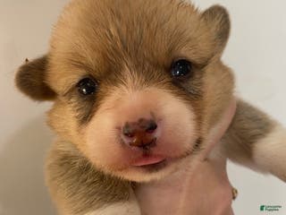 Welsh Corgi Pembroke dogs Rose - Ad 13