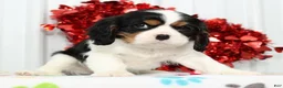 Cavalier King Charles Spaniel dogs for sale: Spotty - Ad 7