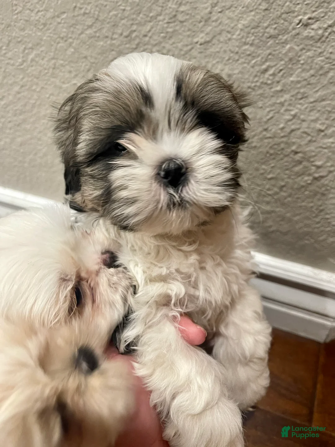 Gallery Image {{count}}