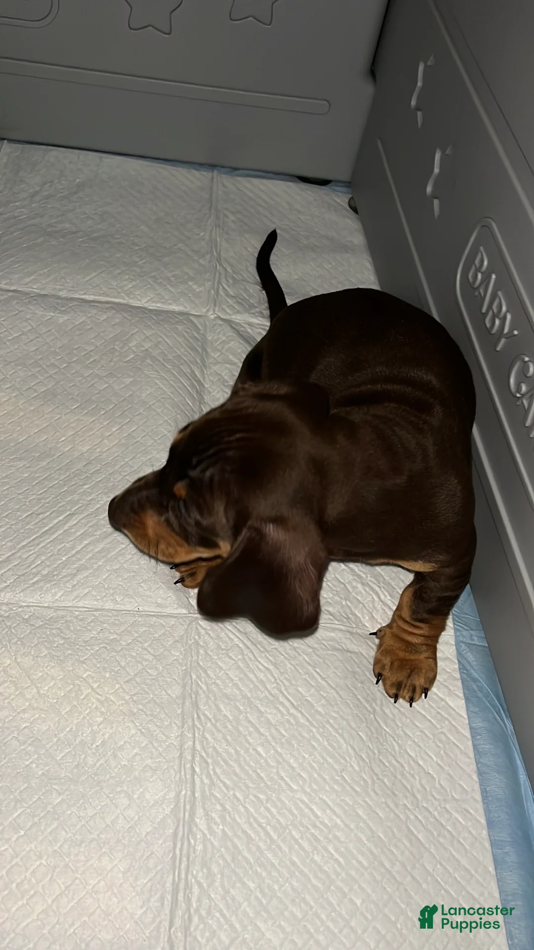 Dachshund dogs for sale: Dachshund Puppy 2 - Ad 2