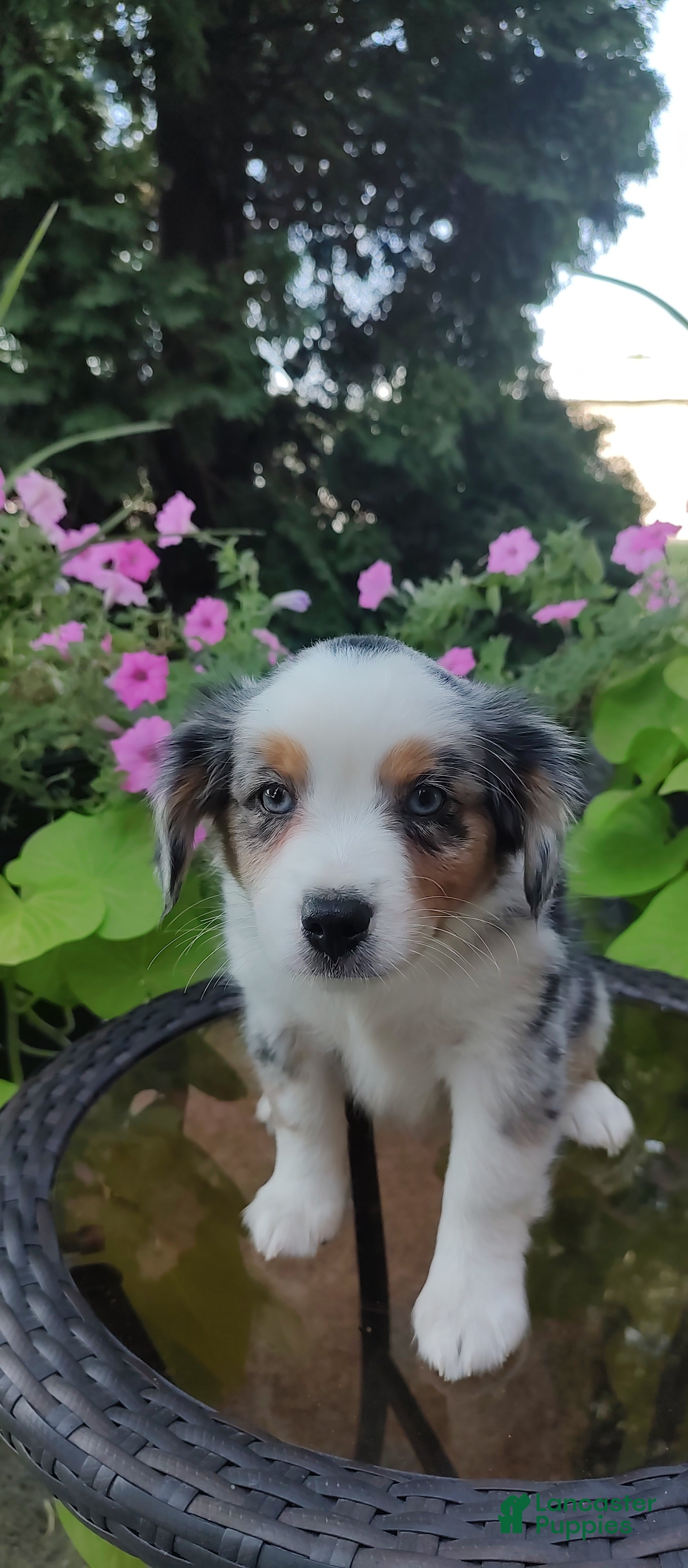 Miniature Australian Shepherd dogs Brenda - Ad 2