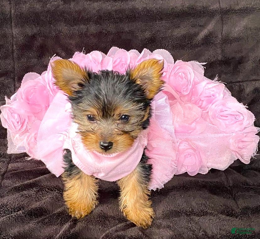 Yorkshire Terrier dogs Fifi - Ad 1