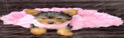 Yorkshire Terrier dogs for sale: Fifi - Ad 1