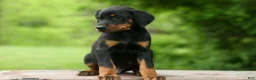 Doberman Pinscher dogs for sale:  Domino (Black Rust)🖤🐾 - Ad 9