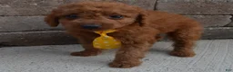 Mini Goldendoodle dogs for sale: Mini Gordon - Ad 7